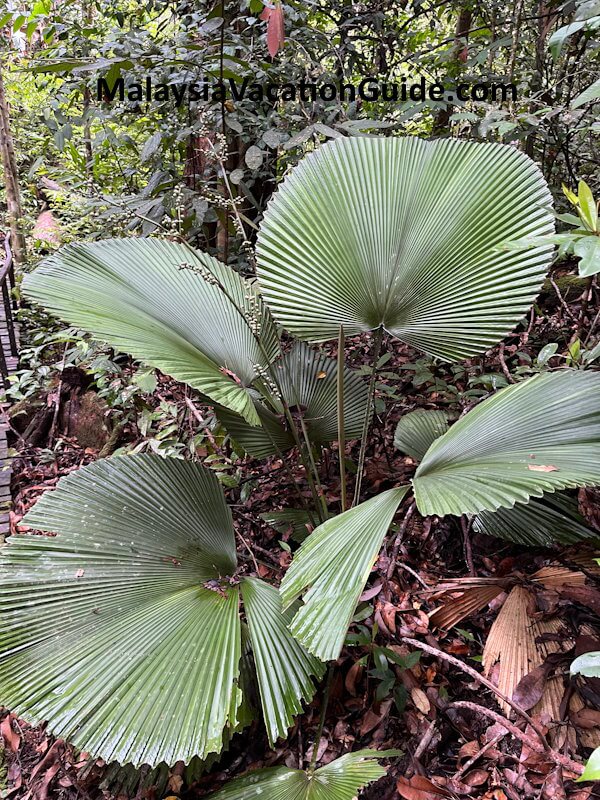 Kubah National Park Palm