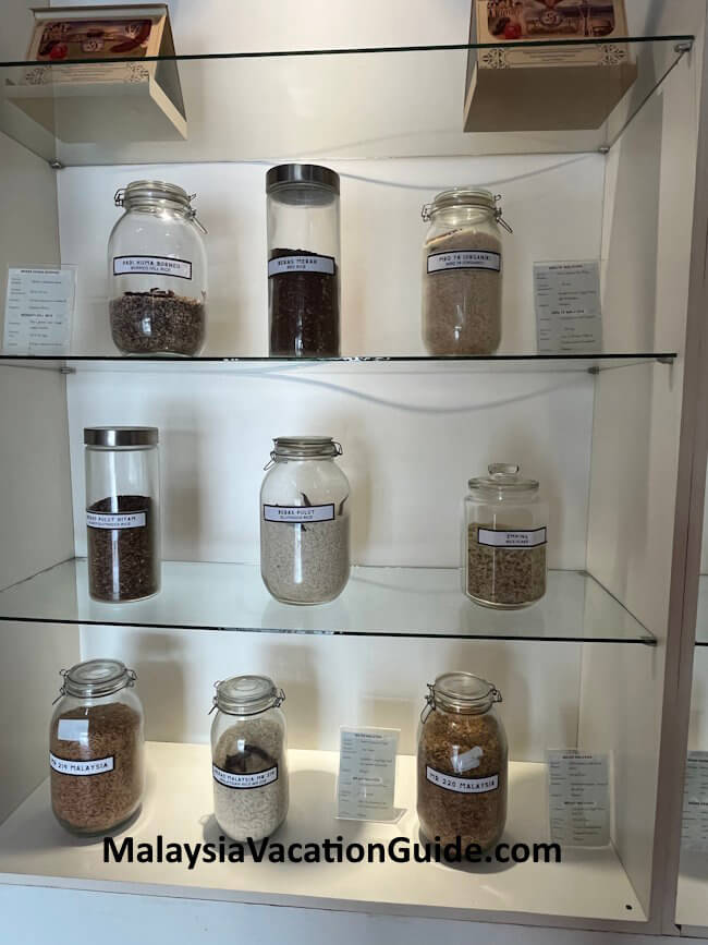 Laman Padi Gallery Types of grains Laman Padi Gallery Types of grains