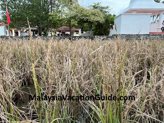 Laman Padi Paddy Ready for Harvest Laman Padi Paddy Ready for Harvest
