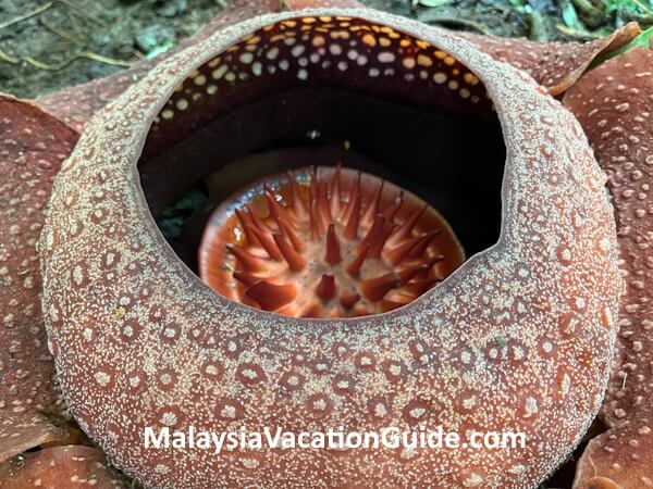 Lojing Rafflesia Flower
