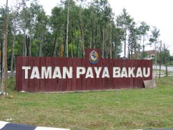 Lumut Mangrove Swamp