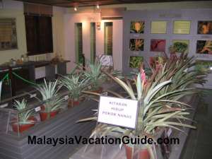 Johor Pineapple Museum Exhibits