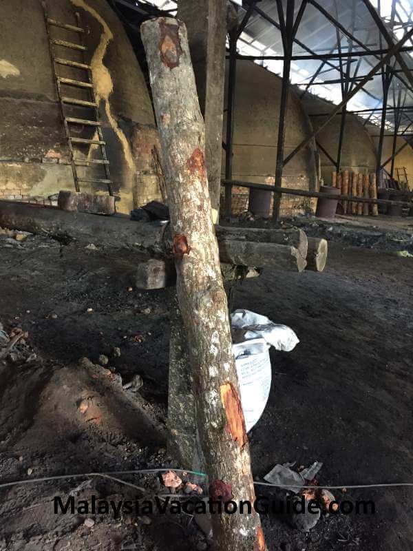 Mangrove tree to make charcoal