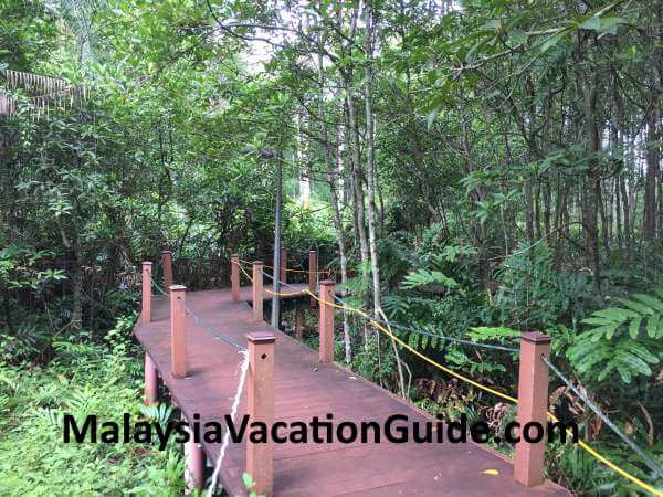 Boardwalk at Kuala Sepetang Mangrove Forest