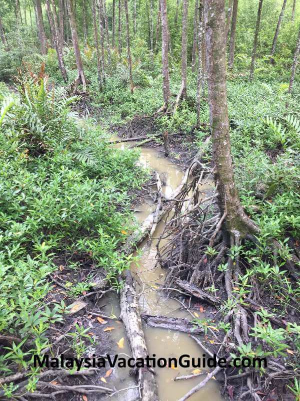 Mangrove Forest