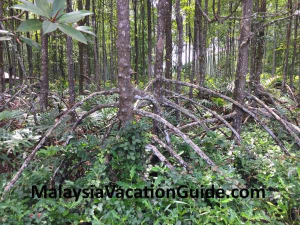Mangrove Tree Roots