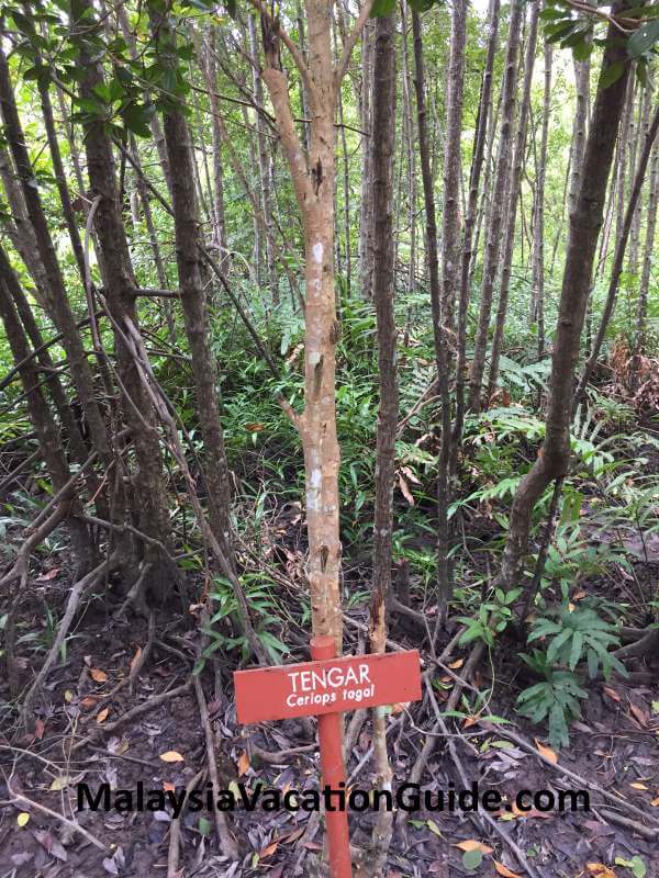 Tengar Tree Port Weld