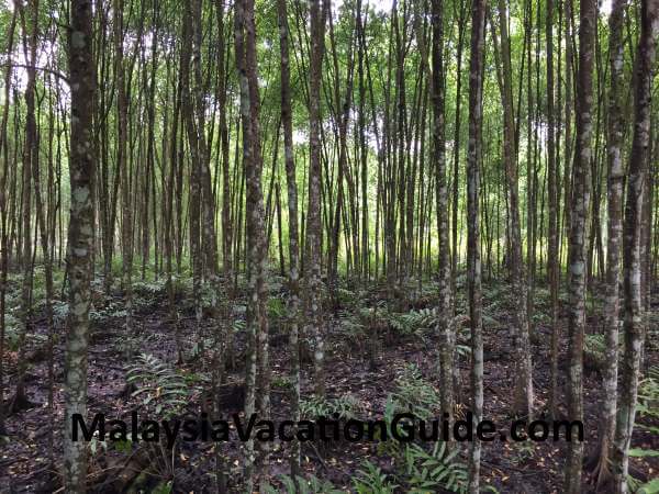 Mangrove Trees at Kuala Sepetang