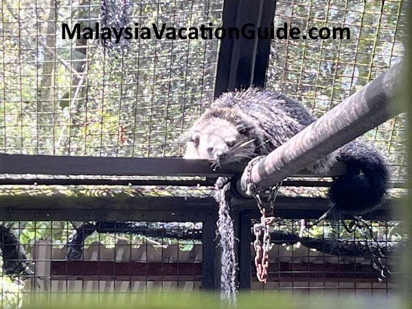 Matang Wildlife Centre Binturong