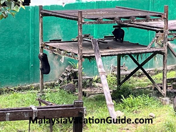 Matang Wildlife Centre Bornean Sun Bear