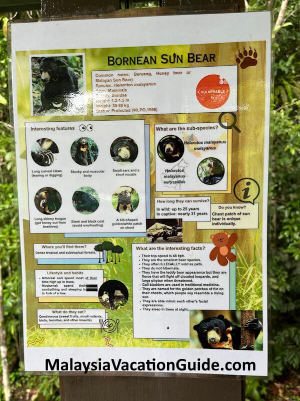 Matang Wildlife Centre Bornean Sun Bearn Info