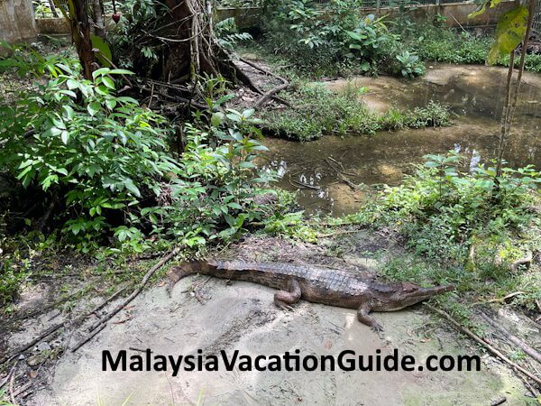 Matang Wildlife Centre Crocodile