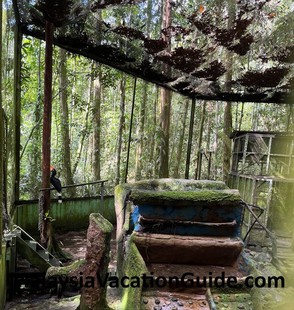 Matang Wildlife Centre Hornbill