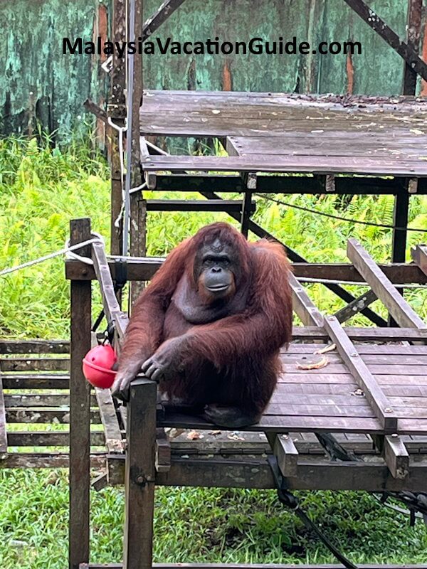 Matang Wildlife Centre Orang Utan Sitting