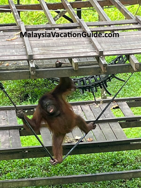 Matang Wildlife Centre Orang Utan