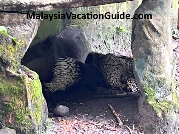 Matang Wildlife Centre Porcupines