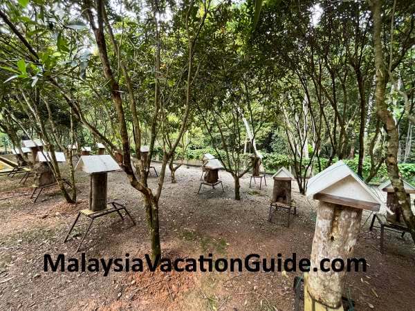 Melaka Botanical Garden Bee Hives