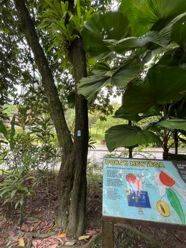 Mentega Tree KL Perdana Botanical Gardens