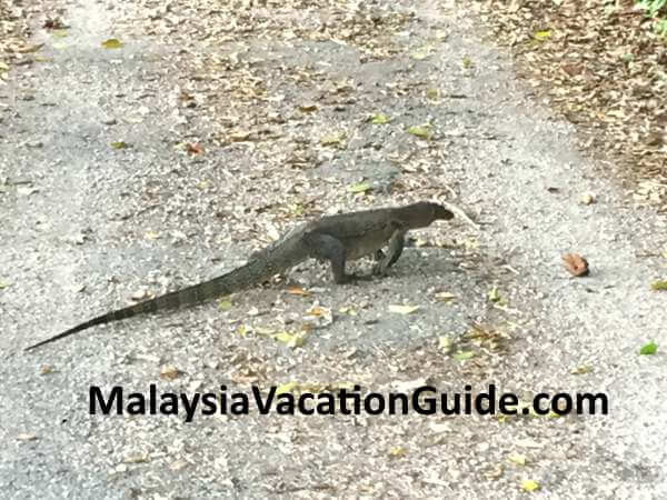 Monitor Lizard at Tioman Island