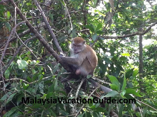 Monkey at Wakaf Salam at Kota Damansara Community Forest