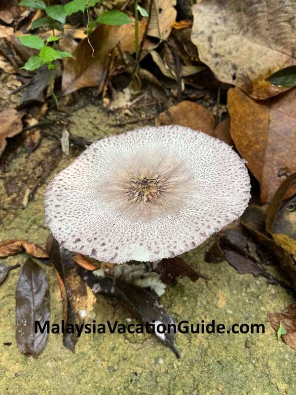Mushroom Taman Negara