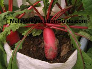 Mardi Cameron Highlands Radish