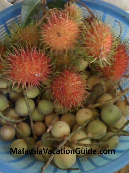 Rambutan and langsat fruits.