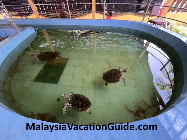 Rantau Abang Green and Hawksbill Turtles