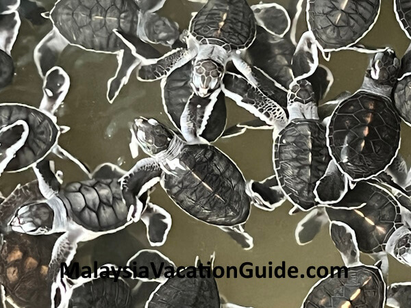 Rantau Abang Turtle Hatchlings
