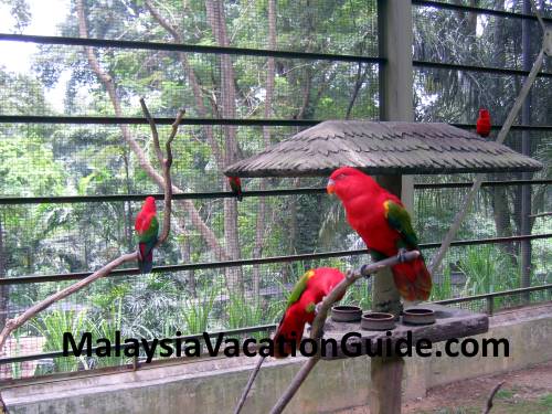 Kuala Lumpur Bird Park Parrots