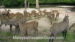 Taiping Zoo Deer