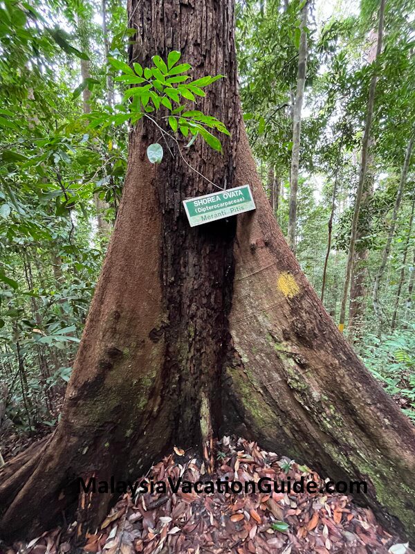 Santubong National Park Meranti Pitis