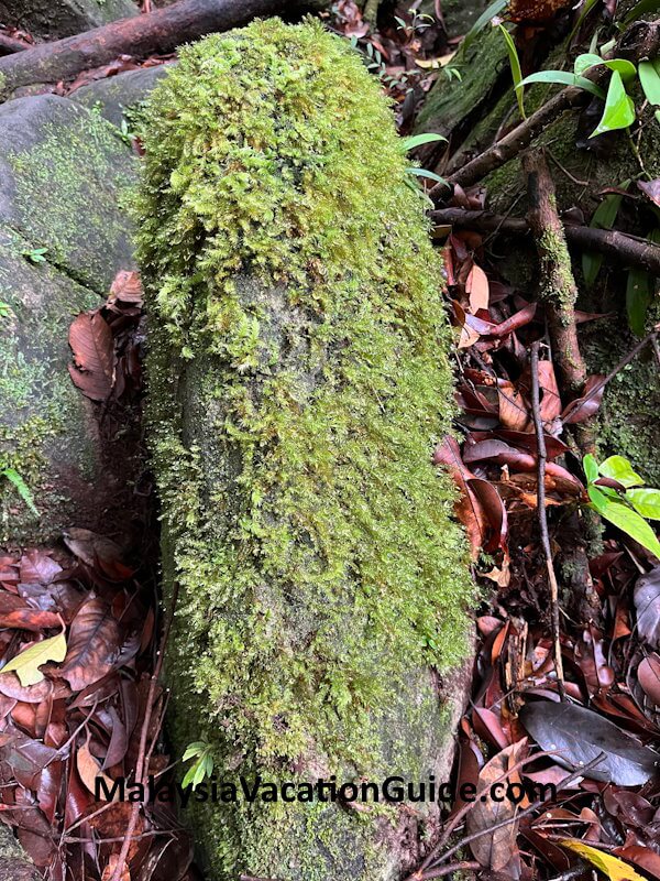Santubong National Park Moss
