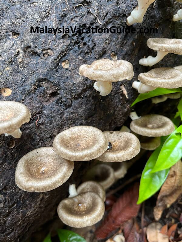 Santubong National Park Mushrooms