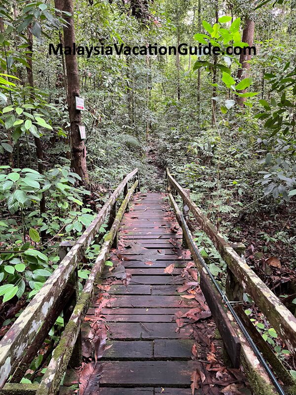 Santubong National Park Path