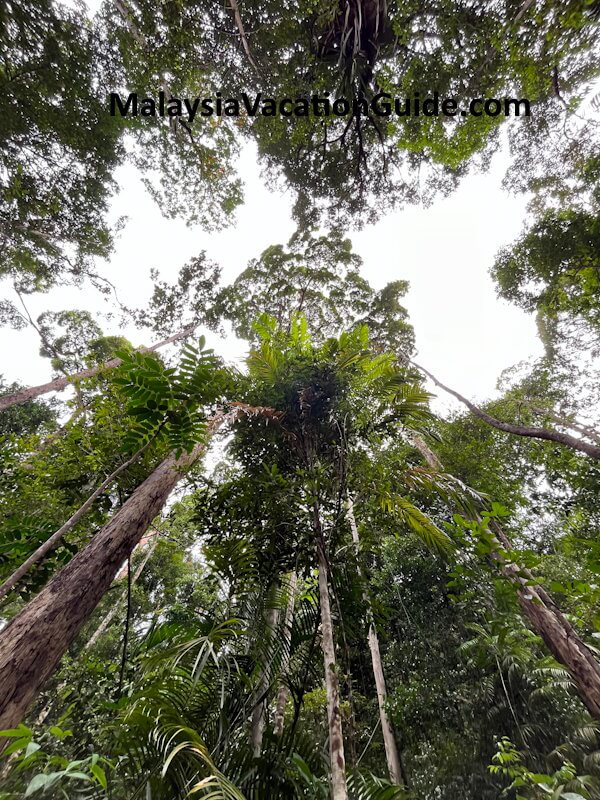 Santubong National Park Tree Canopy