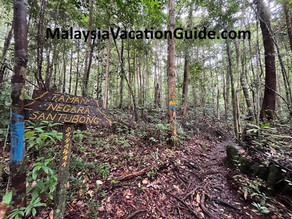Santubong National Park Trees