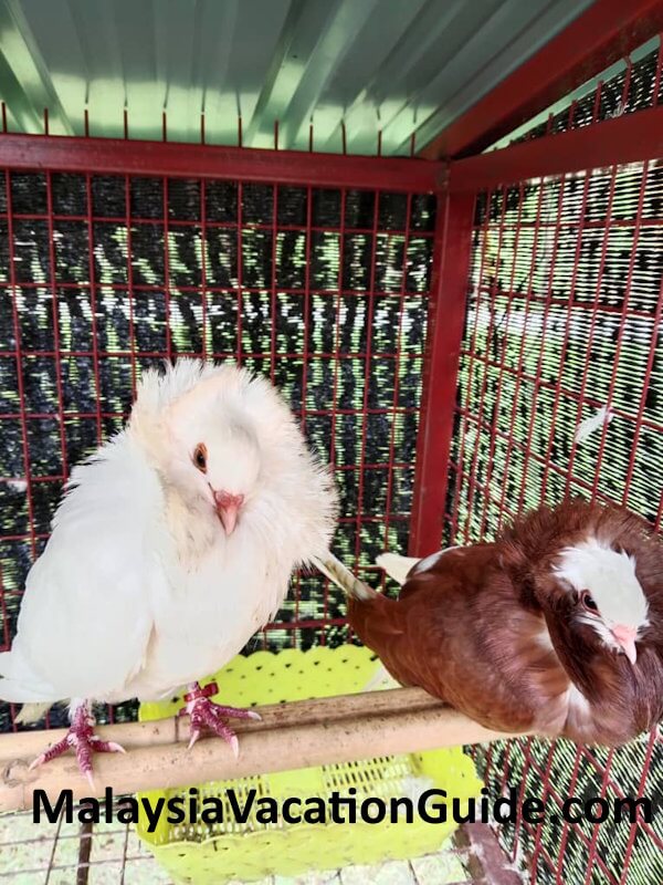 Selangor Fruits Valley Birds In Cage