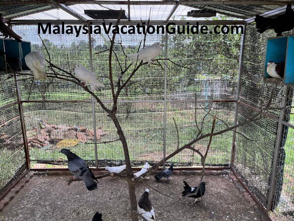 Selangor Fruits Valley Birds