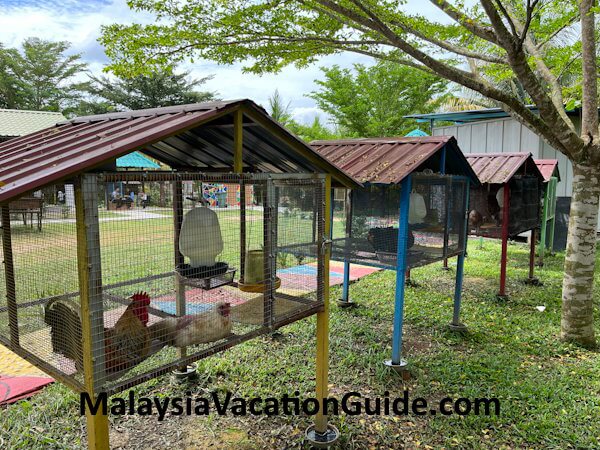 Selangor Fruits Valley Chicken