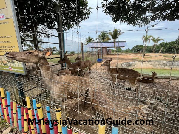 Selangor Fruits Valley Deer