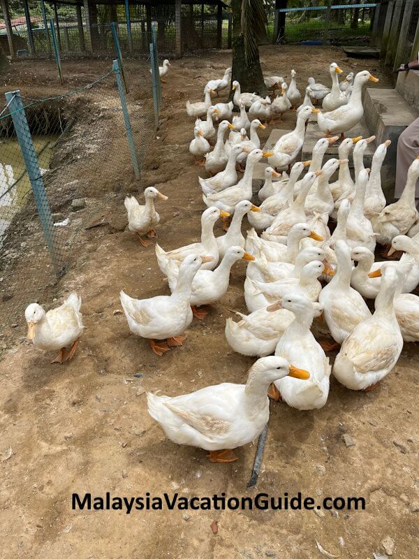 Selangor Fruits Valley Ducks