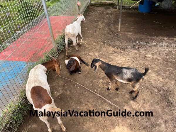 Selangor Fruits Valley Goats