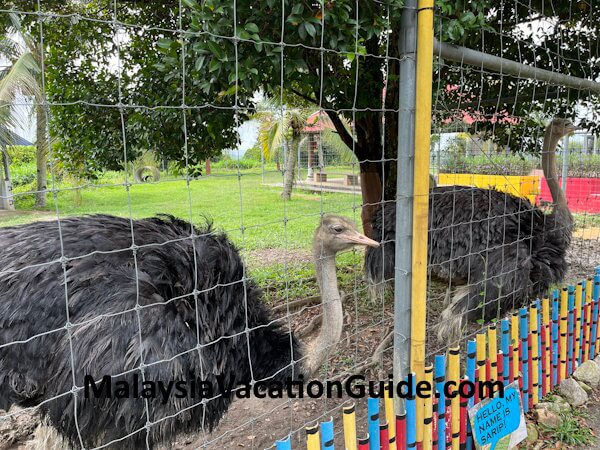Selangor Fruits Valley Ostrich
