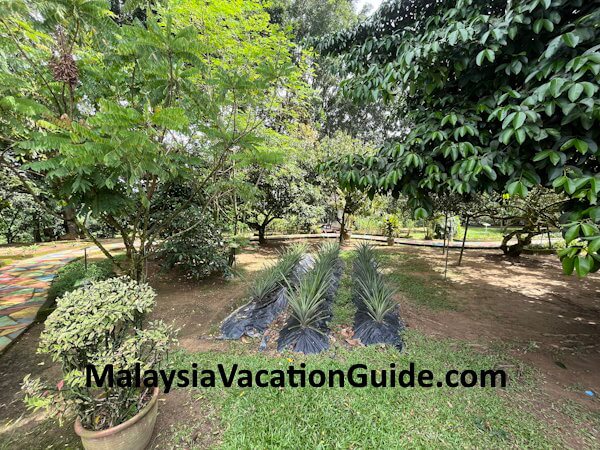 Selangor Fruits Valley Trees