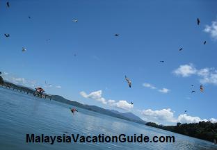 Feeding eagles at Pulau Singa Besar