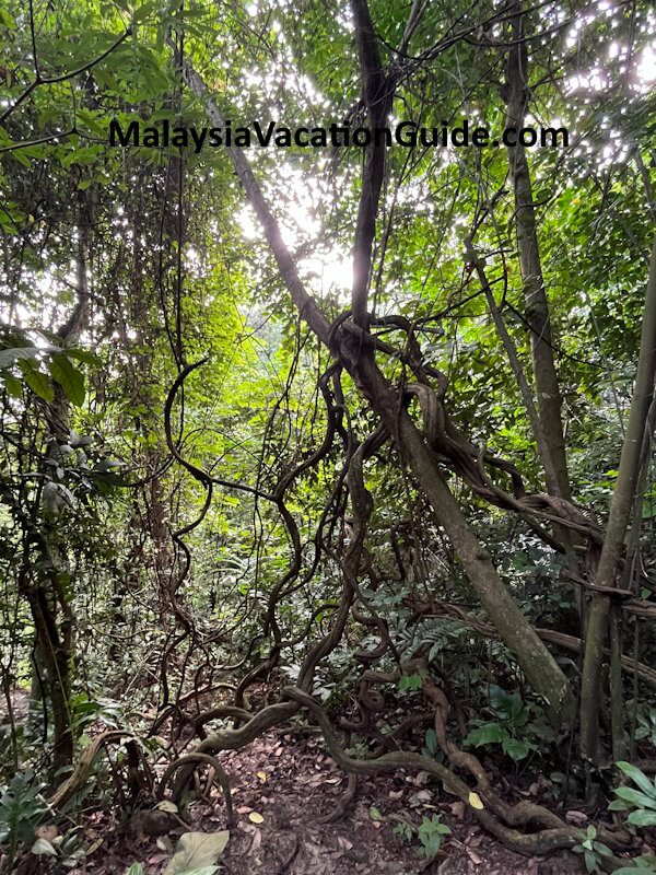 Sri Bintang Hill Trees Sri Bintang Hill Trees