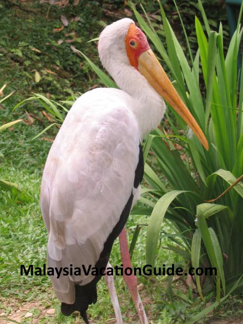 Stork at KL Bird Park