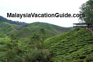 Sungai Palas Tea Plantation