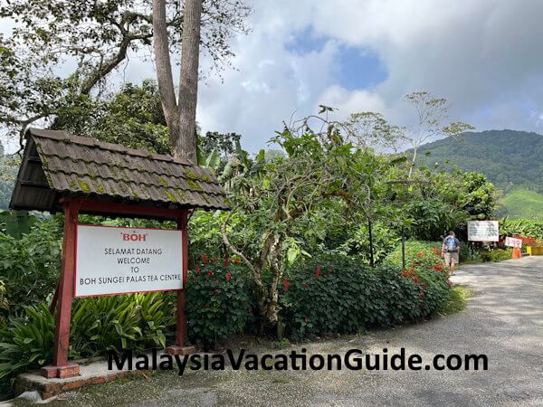 Sungei Palas Tea Garden Cameron Highlands